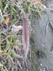 Hordeum