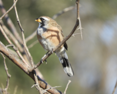 Saltatricula multicolor