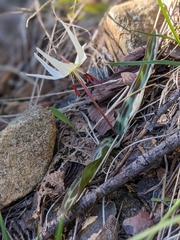 Erythronium citrinum