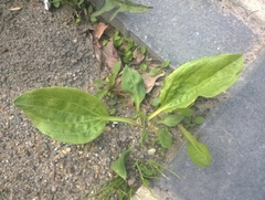 Plantago major