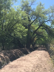 Populus deltoides wislizenii
