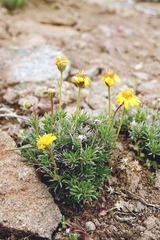 Nestotus stenophyllus