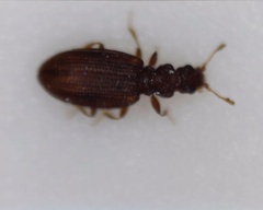 Cartodere constricta