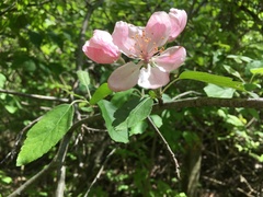 Malus ioensis