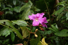 Meriania silverstonei