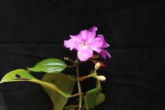 Meriania silverstonei