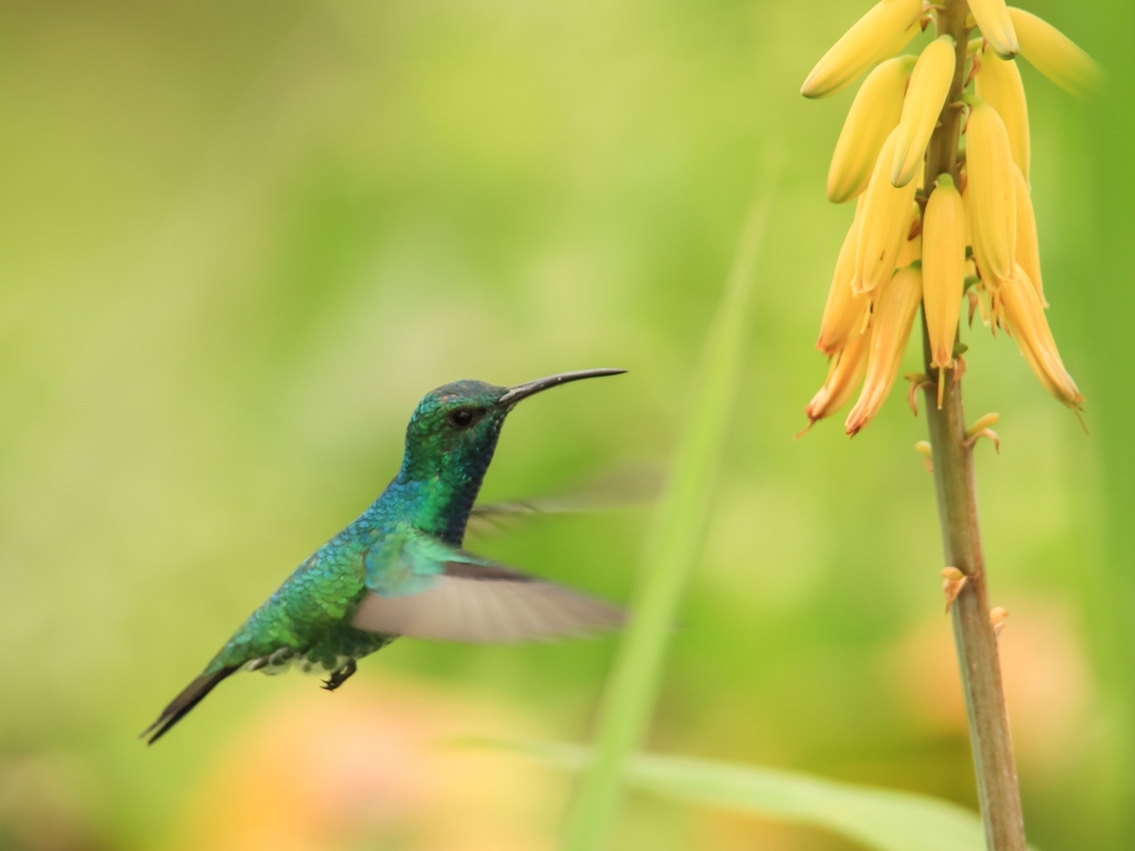Colibrí de Goudot, Chrysuronia goudoti