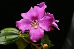 Meriania silverstonei