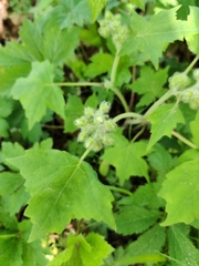Hydrophyllum appendiculatum