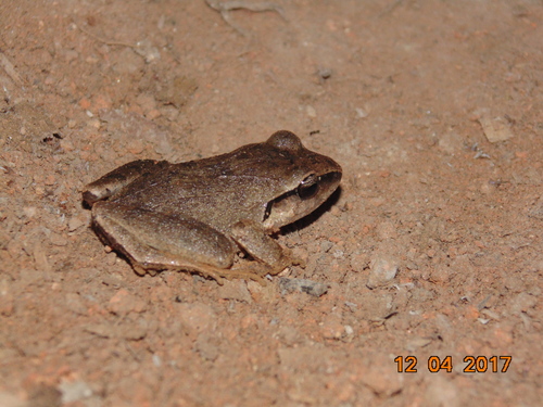Polymorphic Robber Frog