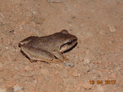Craugastor rhodopis