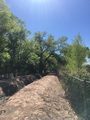 Populus deltoides wislizenii