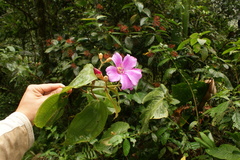 Meriania silverstonei