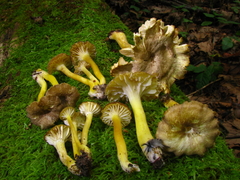 Hygrocybe caespitosa