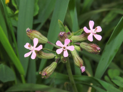 Silene fuscata