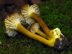 Hygrocybe caespitosa