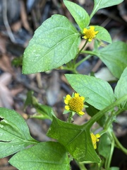 Acmella oleracea
