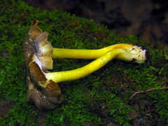 Hygrocybe caespitosa