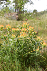 Castilleja hispida acuta