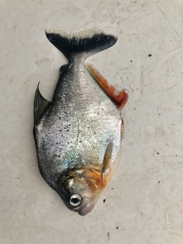 Goulding's piranha (Serrasalmus gouldingi) — Serrasalmidae