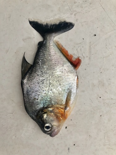 Goulding's piranha (Serrasalmus gouldingi) — Serrasalmidae