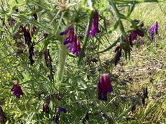 Vicia benghalensis