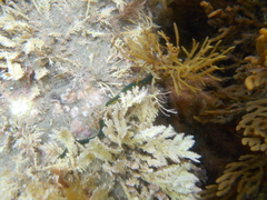 Eulalia microphylla