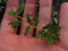 Euphorbia humistrata
