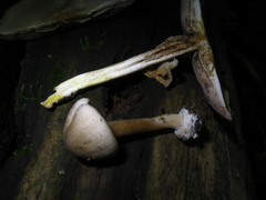 Agaricus pocillator