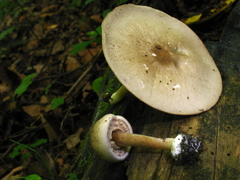 Agaricus pocillator