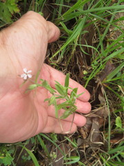 Silene gallica