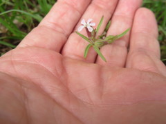 Silene gallica