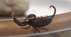 Euscorpius italicus