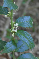 Ilex colchica