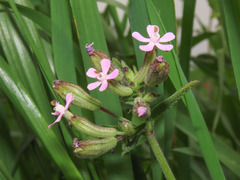 Silene fuscata