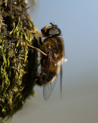 Eristalis pertinax