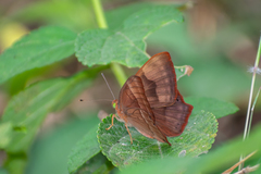 Abisara bifasciata suffusa