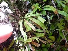 Notogrammitis ciliata