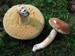 Xanthoconium affine affine