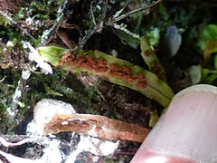 Notogrammitis ciliata