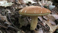 Xanthoconium affine affine