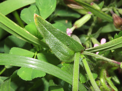 Silene fuscata