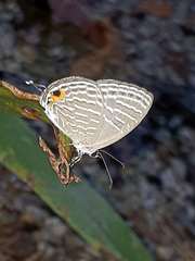 Jamides celeno aelianus