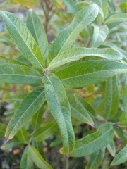 Salix