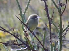 Orange-Breasted Sunbird photo 2