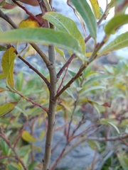 Salix