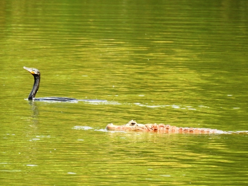 Broad-snouted caiman, Caiman latirostris