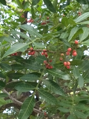 Schinus terebinthifolia