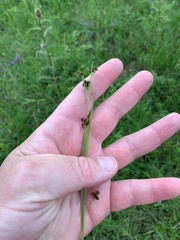 Rhynchospora recognita