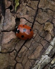 Coccinella septempunctata